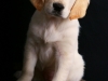 fotostudio-hanses-tiere-10