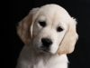 fotostudio-hanses-tiere-11