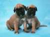 fotostudio-hanses-tiere-12