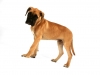 fotostudio-hanses-tiere-13