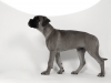 fotostudio-hanses-tiere-14