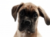 fotostudio-hanses-tiere-15