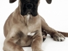 fotostudio-hanses-tiere-16