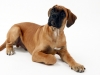 fotostudio-hanses-tiere-17