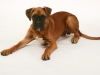 fotostudio-hanses-tiere-18