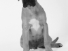 fotostudio-hanses-tiere-2