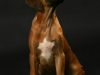 fotostudio-hanses-tiere-20
