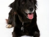 fotostudio-hanses-tiere-5