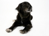 fotostudio-hanses-tiere-6