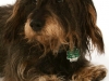 fotostudio-hanses-tiere-7
