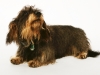 fotostudio-hanses-tiere-8