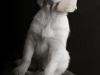 fotostudio-hanses-tiere-9